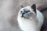 joak32232's Avatar